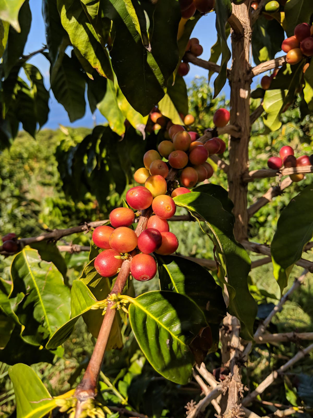 Where can i kauai fashion coffee