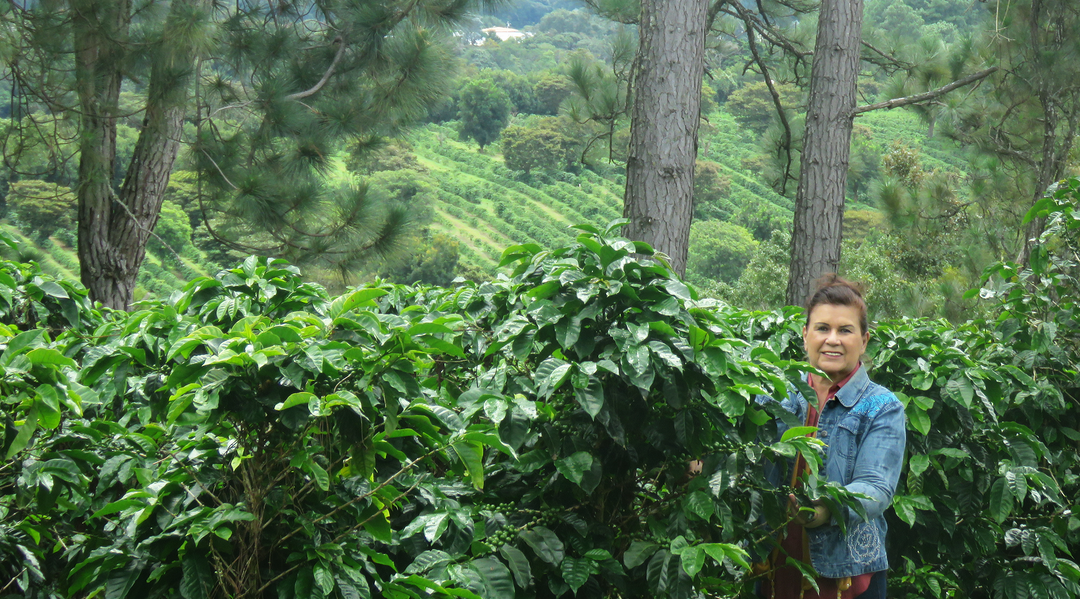 Meet our Farmers - Finca Cafelandia, Panama