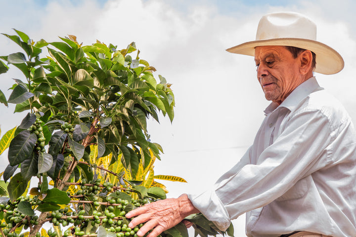 Behind the Scenes: The Journey of a Coffee Bean from Farm to Cup