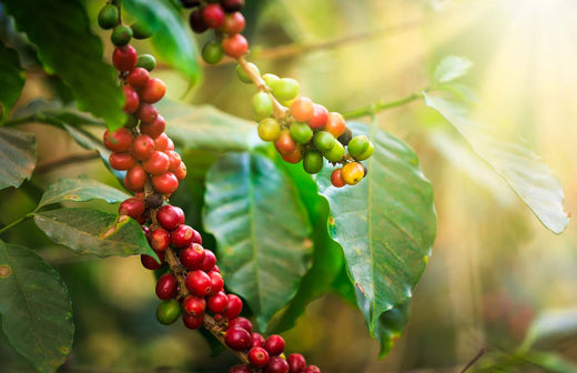 Coffee Fruit: Everything You Need to Know About Coffee Cherries
