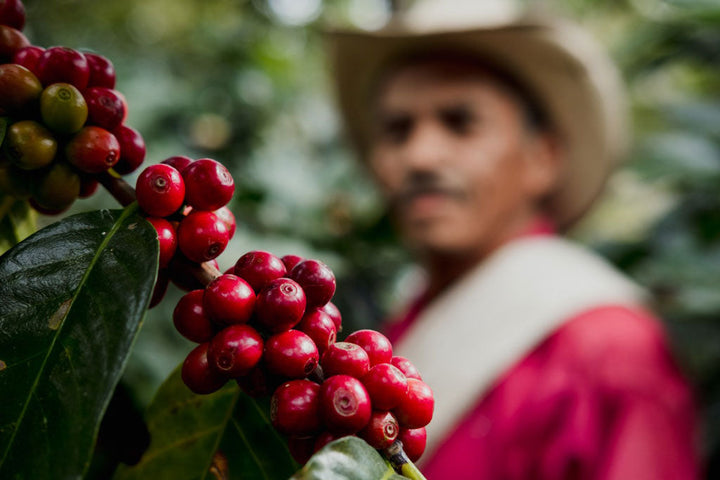 Red Coffee in Hands