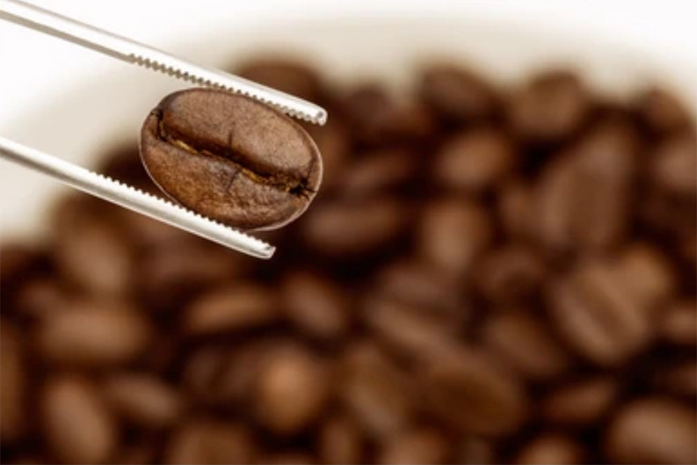 Gourmet Coffee & Specialty Coffee: How Does It Differ From Regular Coffee?