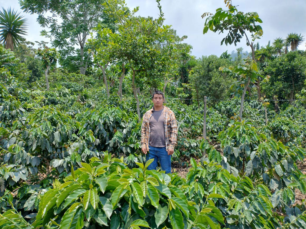 Narciso Robiero Bravo - Coffee Farmer From Mexico