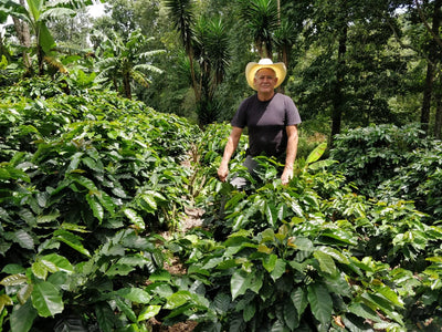 Meet Our Farmers - Pedro Fiallos Honduras