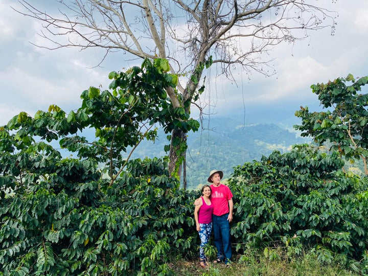 Rainforest Coffee: A Guide to Flavor & Pairings