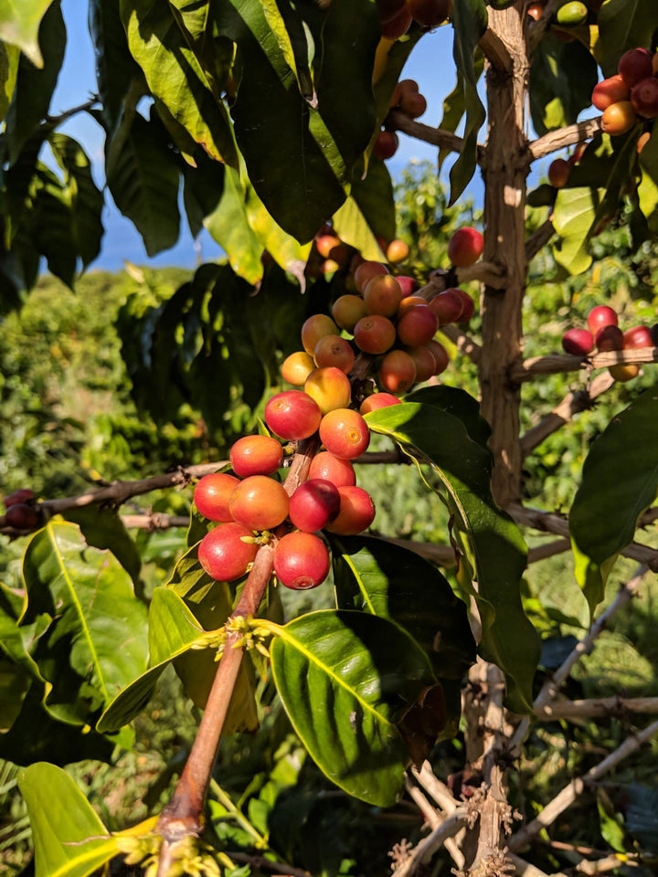 What Is Kona Coffee? Discover Hawaii's Famous Coffee Beans