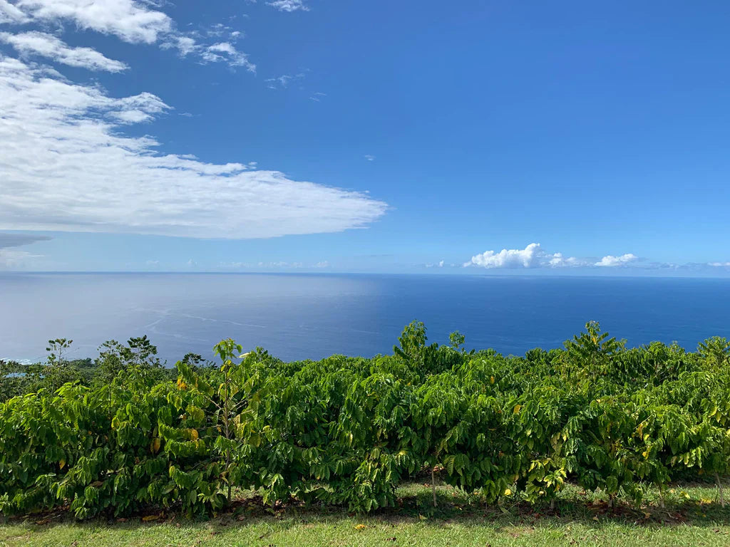 100% Kona Coffee vs. Kona Blend: How do they differ?