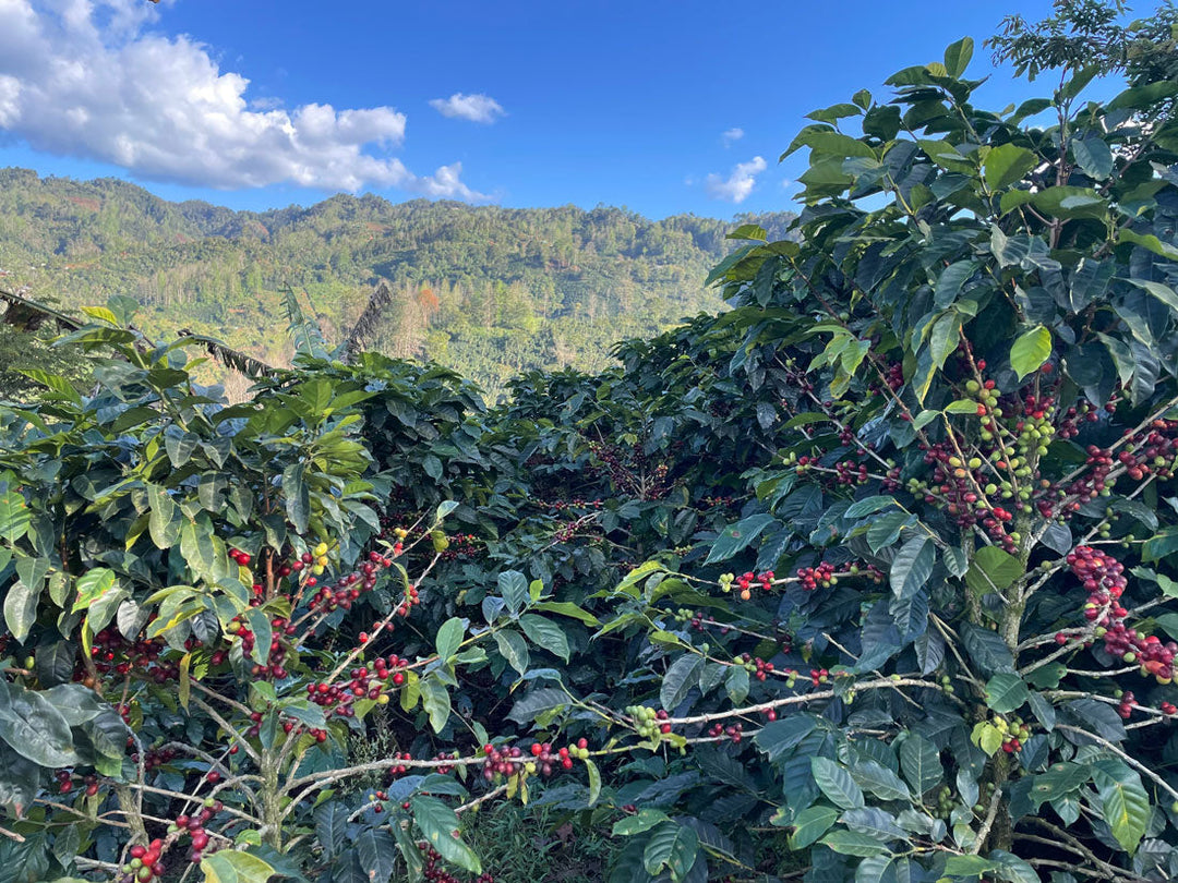 Organic Coffee: A Complete Guide to Its Numerous Benefits