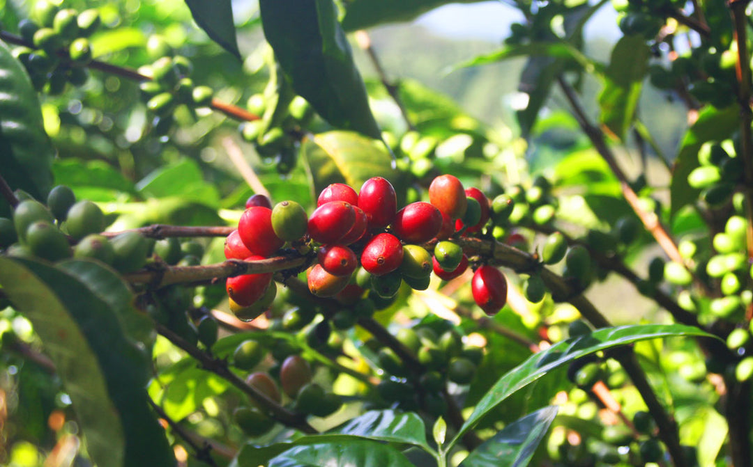 Benefits of Choosing Sustainable Coffee