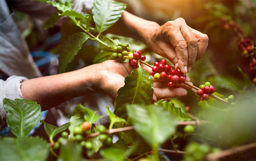 What Is Ethical Coffee Sourcing?