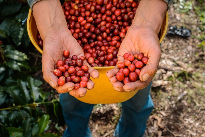 farmer's hands picking freshly harvested coffee cherries
