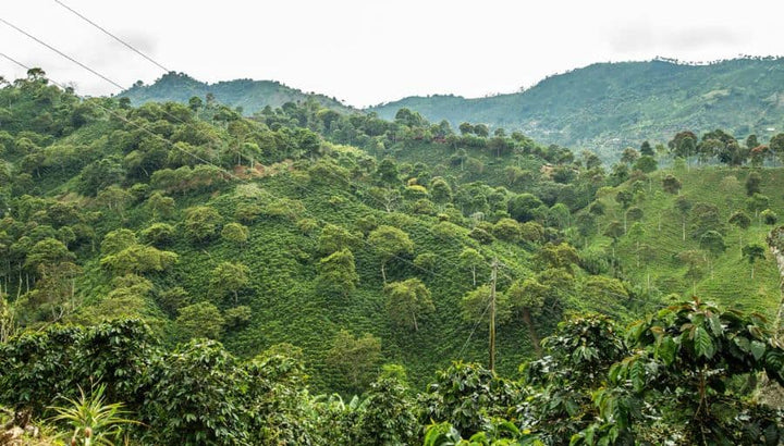 jungle in colombia