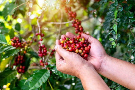 Why Sustainability Matters More Than Ever to Today’s Coffee Consumers