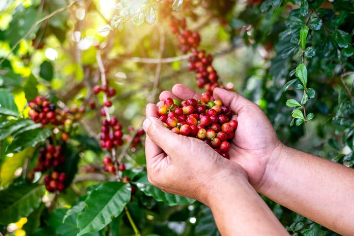 Hands cradle ripe coffee cherries