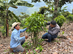 2 men trimming a plant
